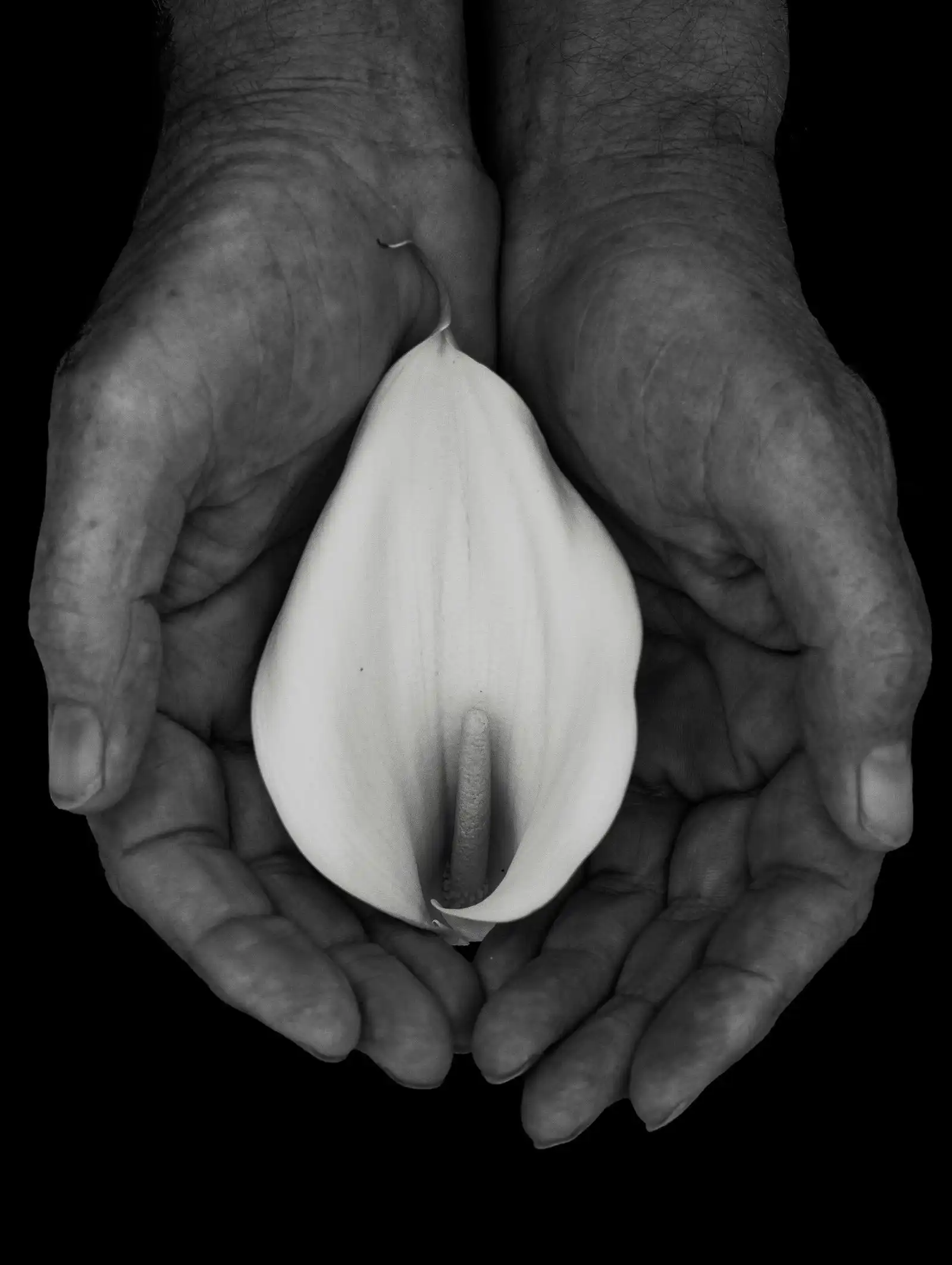 Manos que sostienen una flor de cala blanca
